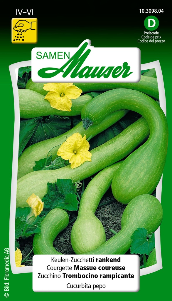 Courgette massue