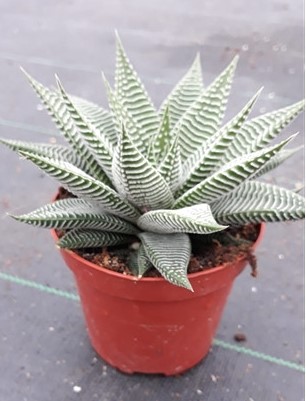 Haworthia 'Spider White'