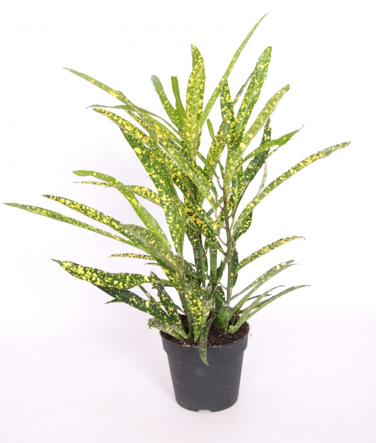 Codiaeum variegatum 'Goldstar'