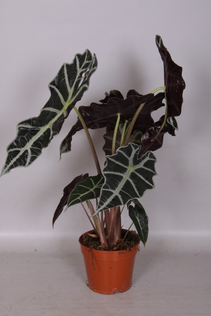 Alocasia macrorrhiza 'Polly'