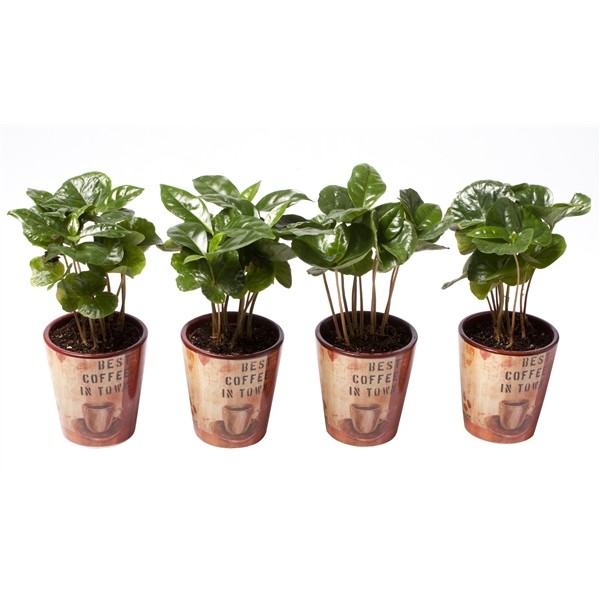 Coffea arabica