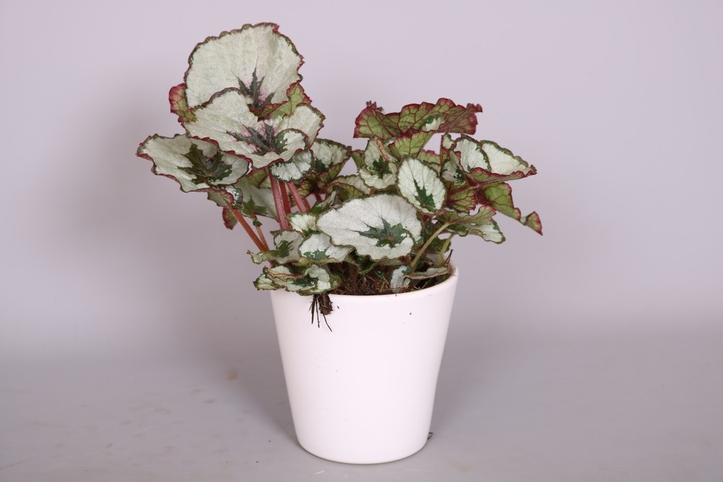 Begonia 'Amazing Cartagena'