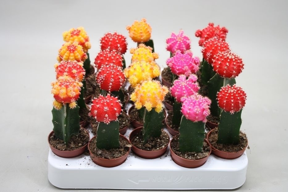 Gymnocalycium