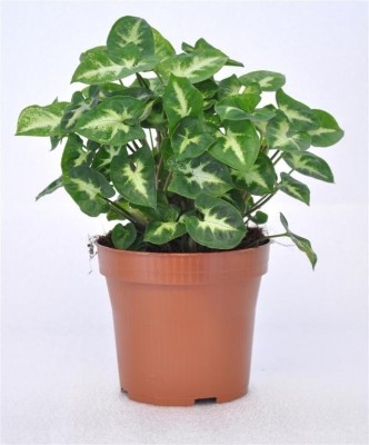 Syngonium