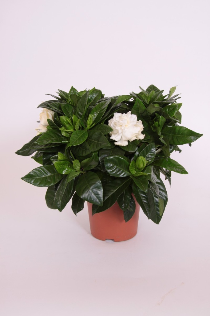 Gardenia jasminoides