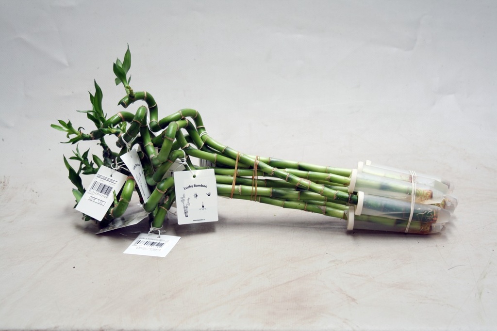 Lucky Bamboo