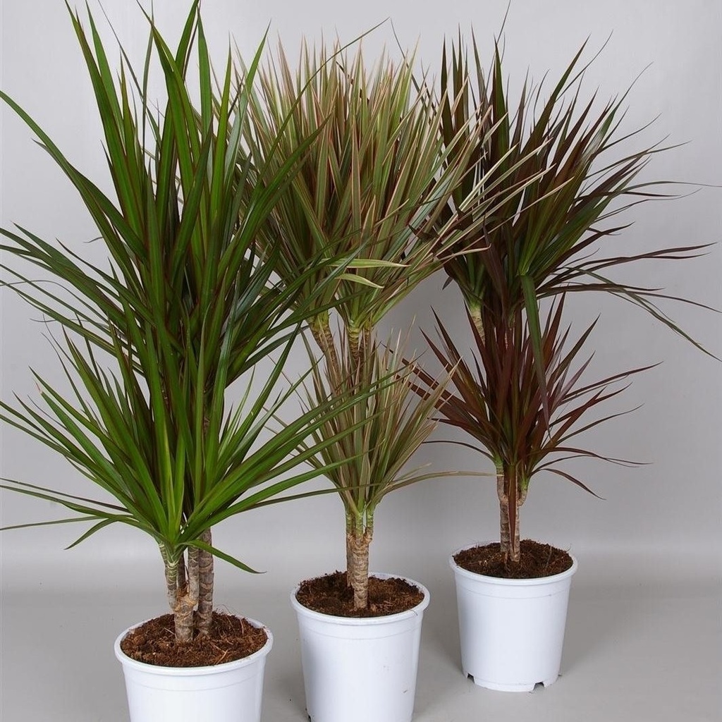 Dracaena marginata