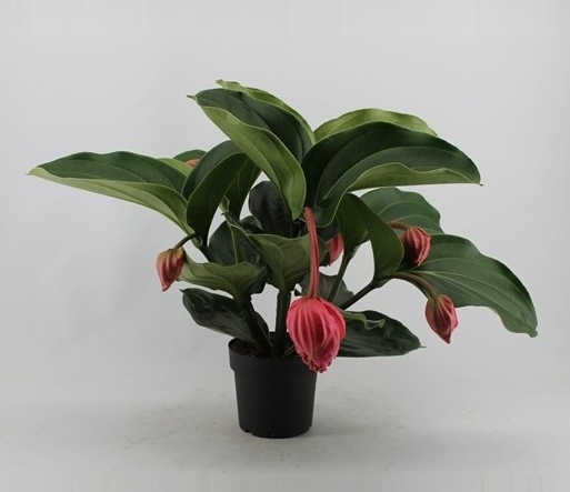 Medinilla magnifica 'Flamenco'