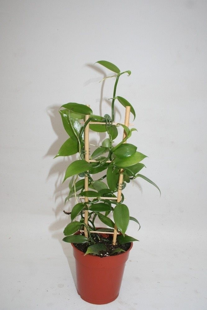 Vanilla planifolia