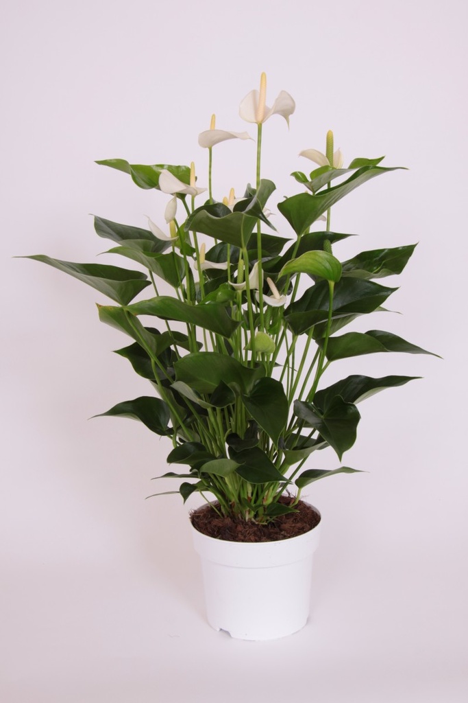 Anthurium andreanum 'White Champion'