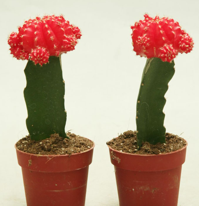 Gymnocalycium