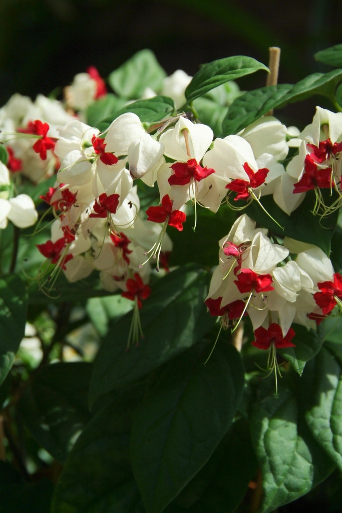 Clerodendrum thomsoniae