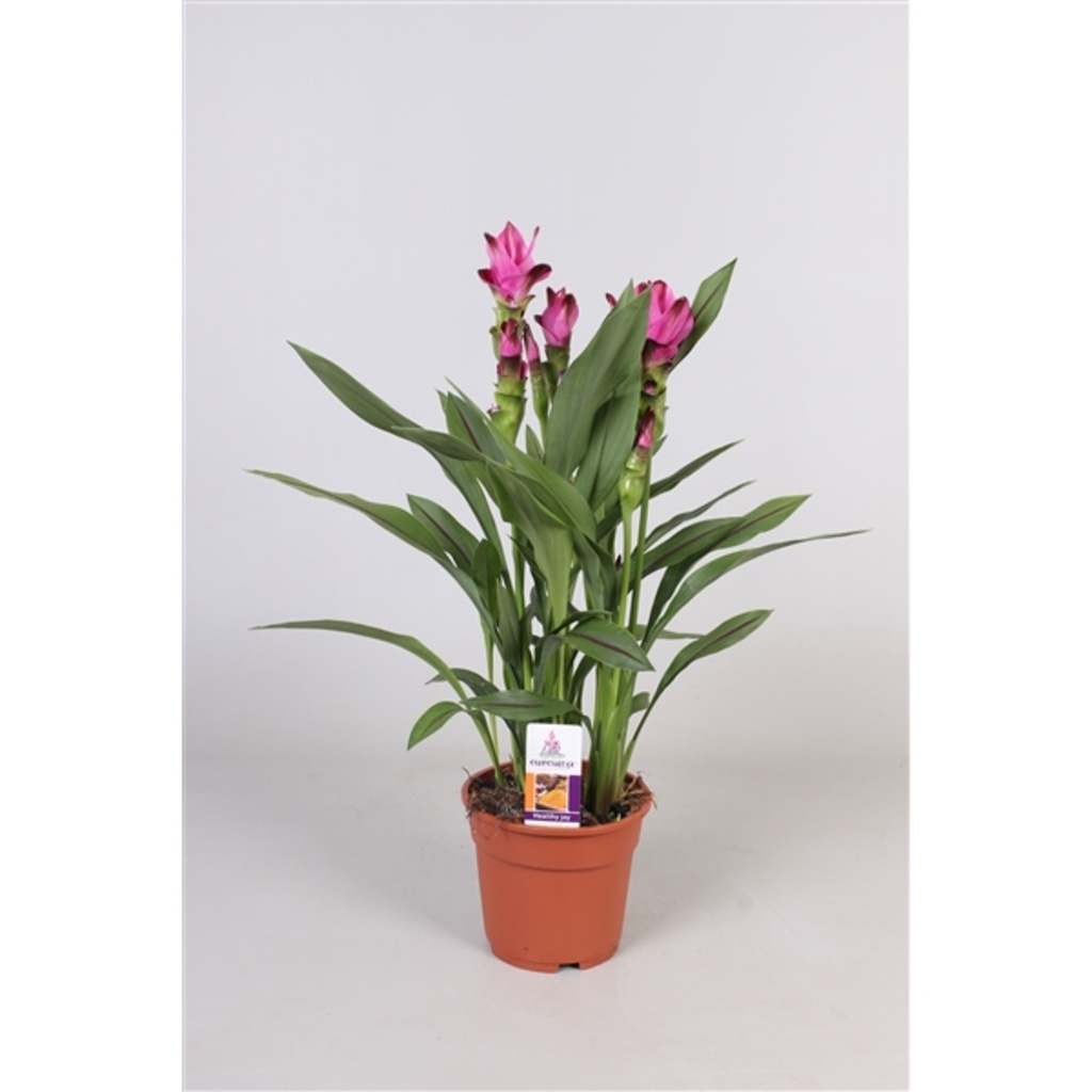 Curcuma 'Siam'