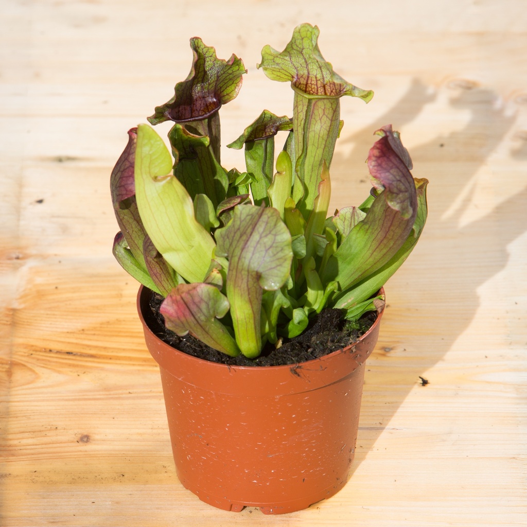Sarracenia
