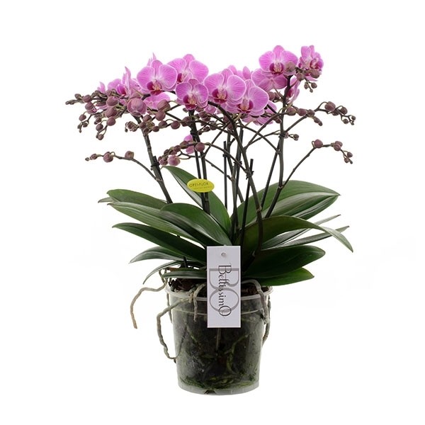Phalaenopsis 'Bellissimo'