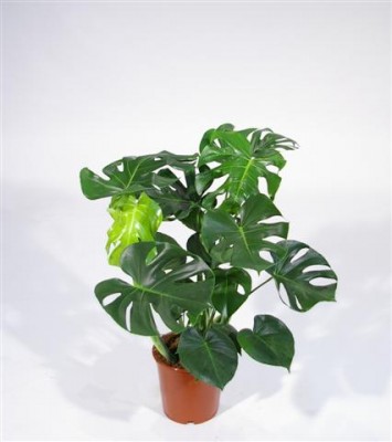 Monstera deliciosa