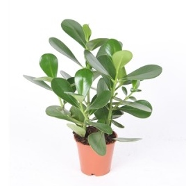 Clusea rosea