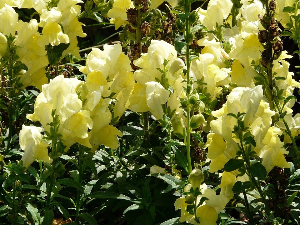 Antirrhinum majus