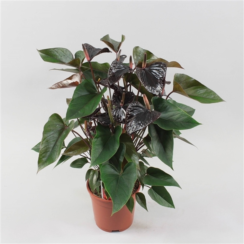Anthurium 'Black Beauty'