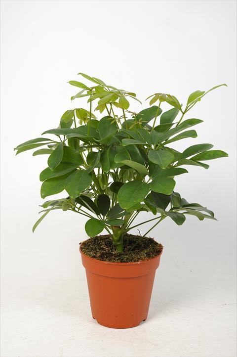 Schefflera 'Nora'