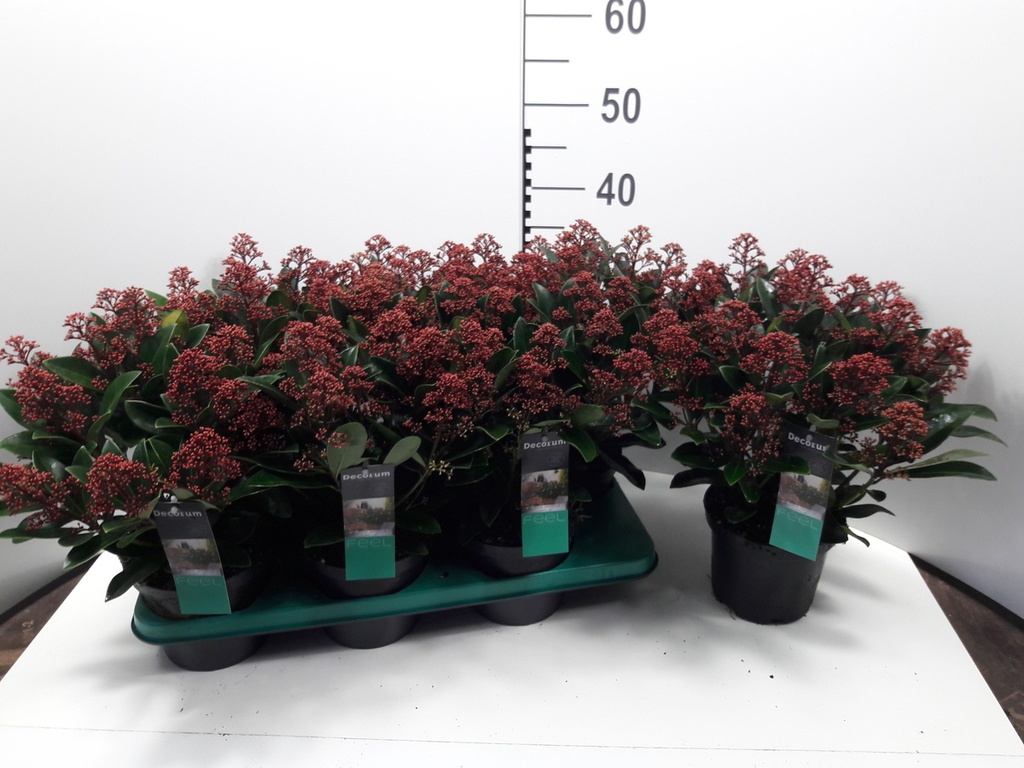 Skimmia japonica 'Rubella'