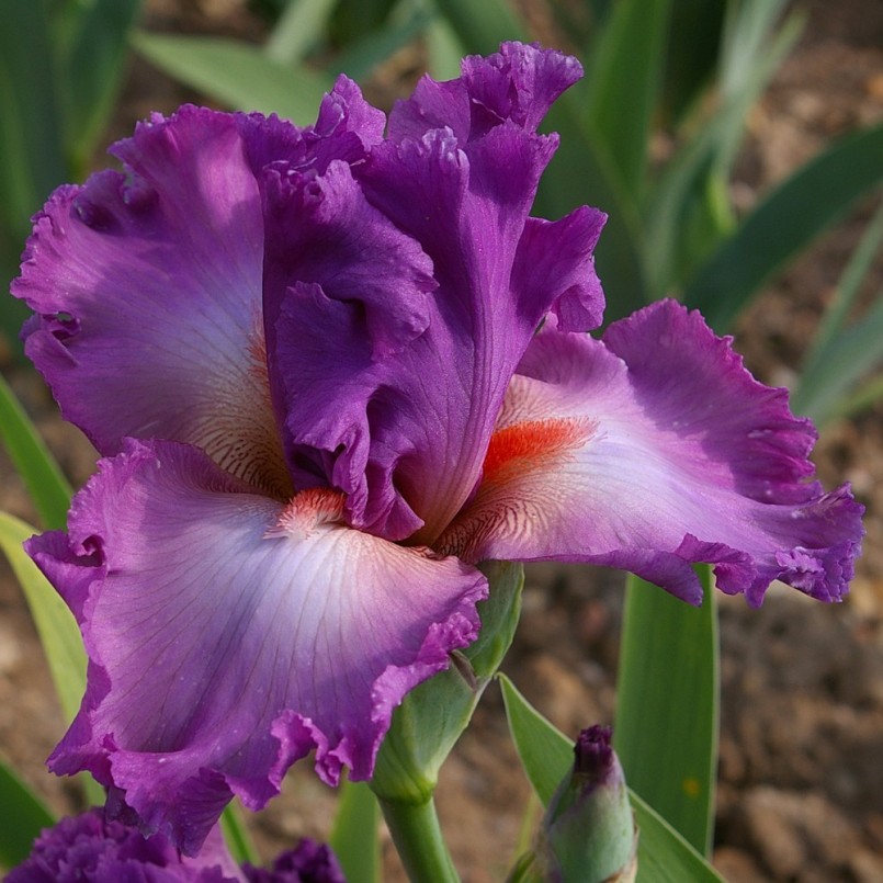 Iris germanica 'Fashion Statement'