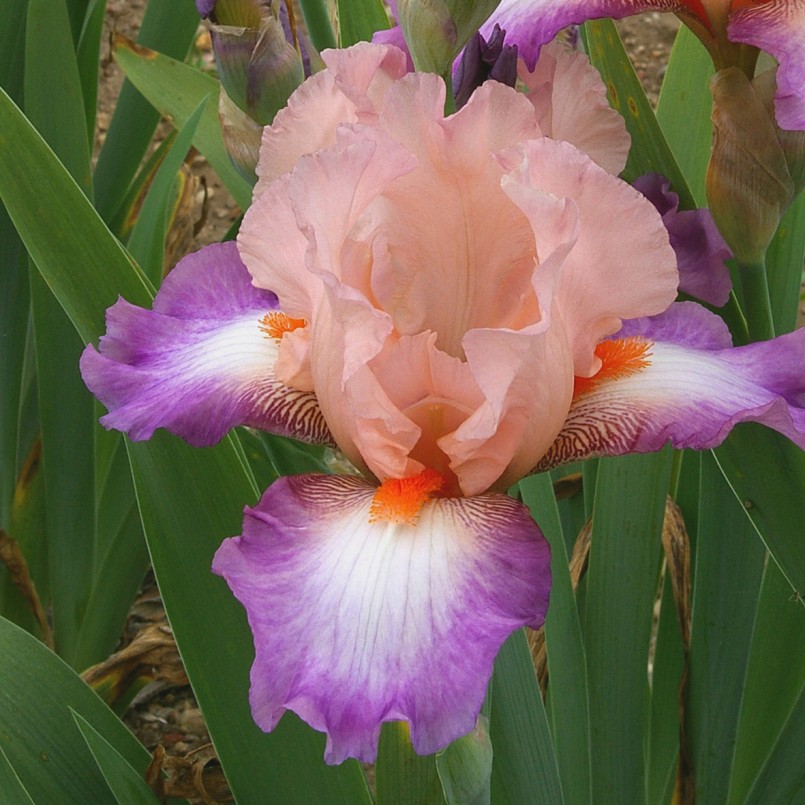 Iris germanica 'Poésie'