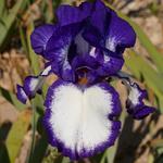 Iris germanica 'Rare quality'