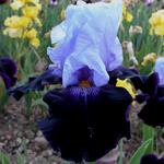Iris germanica 'Tempting Fate'