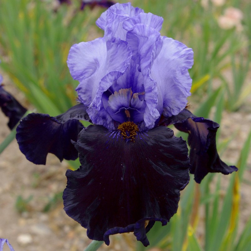 Iris germanica 'Dangerous Mood'