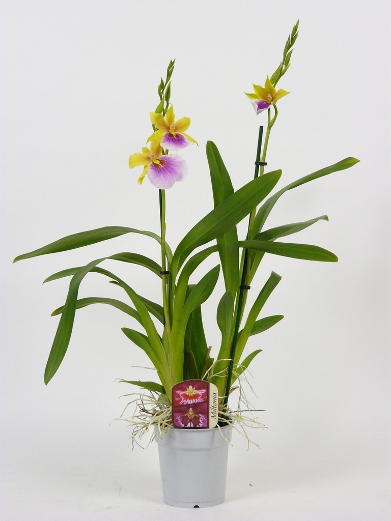 Miltonia