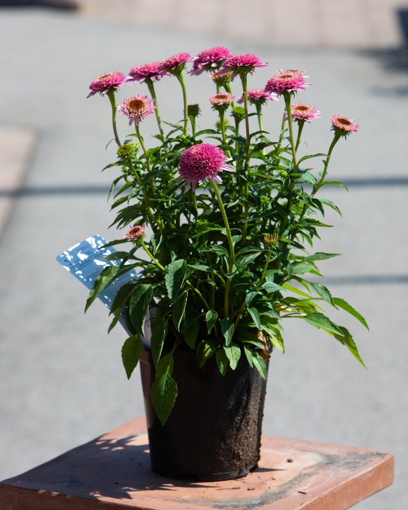 Echinacea