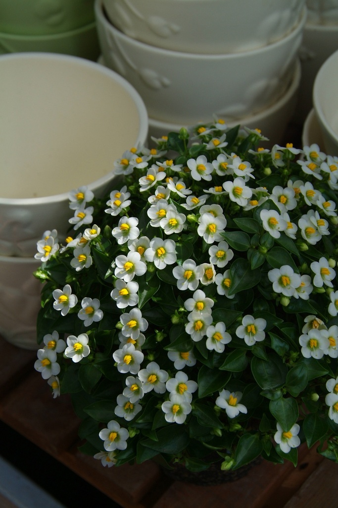 Exacum affine