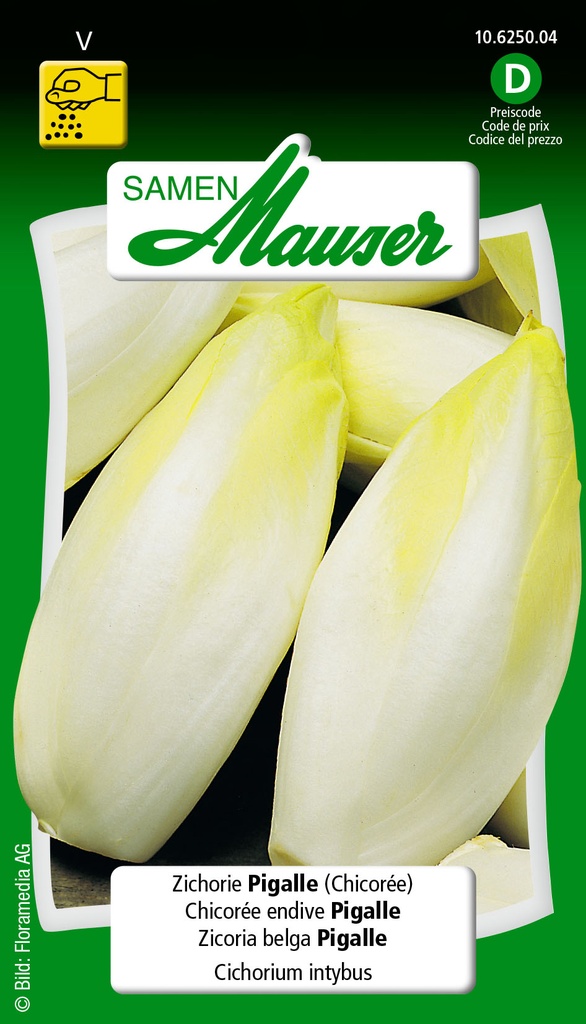 Endive à forcer Pigalle