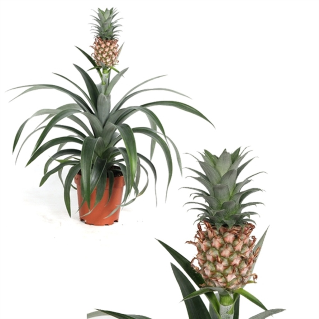 Ananas 'Corona' vert