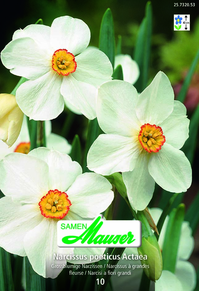 Narcisse Poetic Actaea