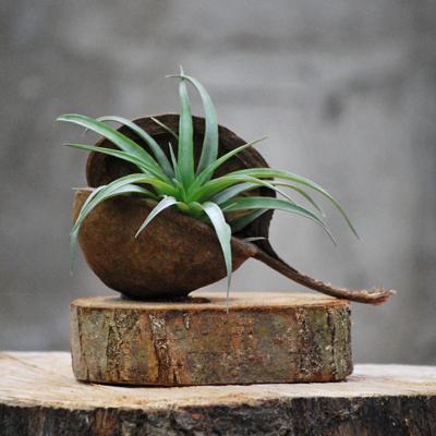 Tillandsia 'Wood Buddha Tilly'