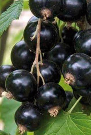 Casseille 'Josta'