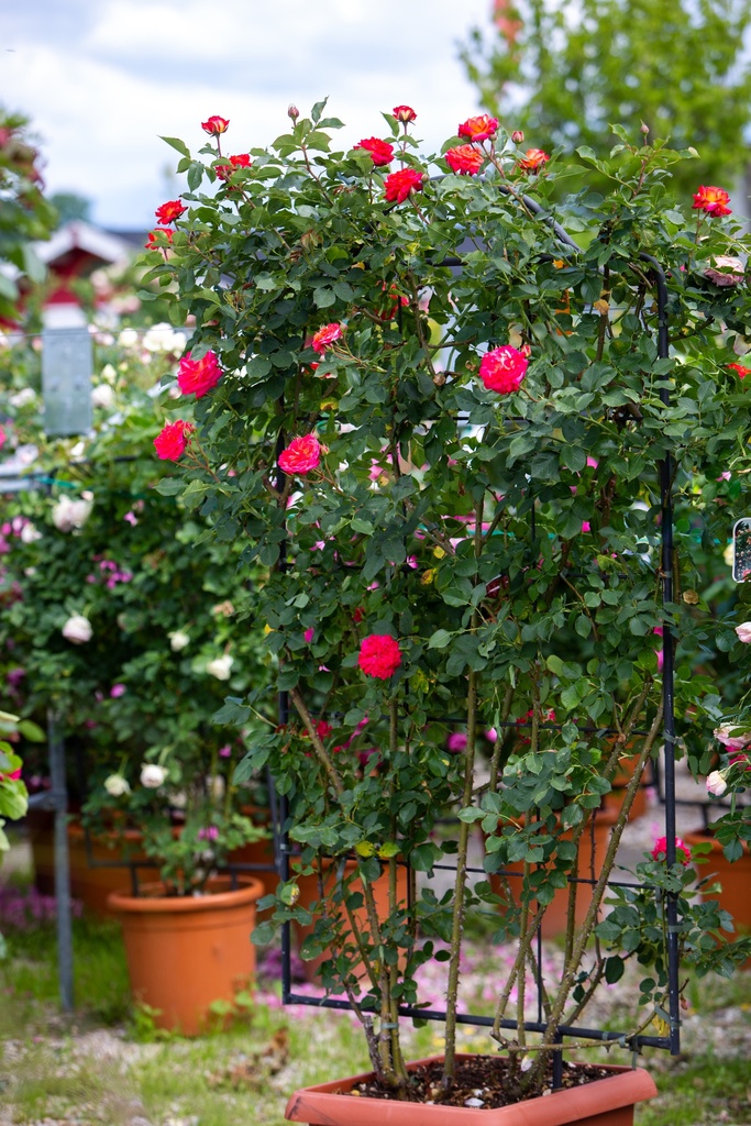 Rosier palissé 'Midsummer Snow'