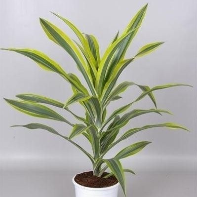 Dracaena fragrans 'Lemon Lime'