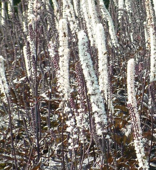 Actaea simplex 'Pink Spike'