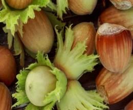 Corylus avellana 'Merveille de Bollwiller'