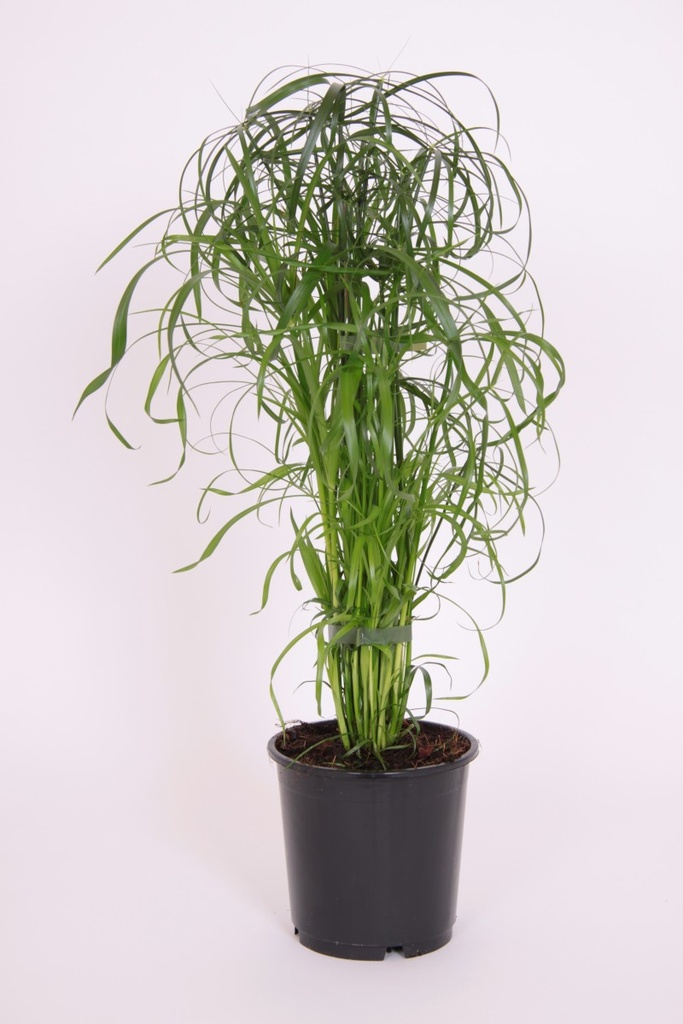 Cyperus alternifolius