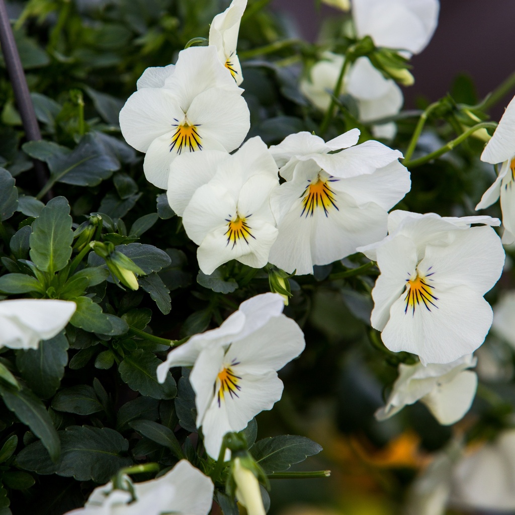 Viola x wittrockiana 'Cool Wave'