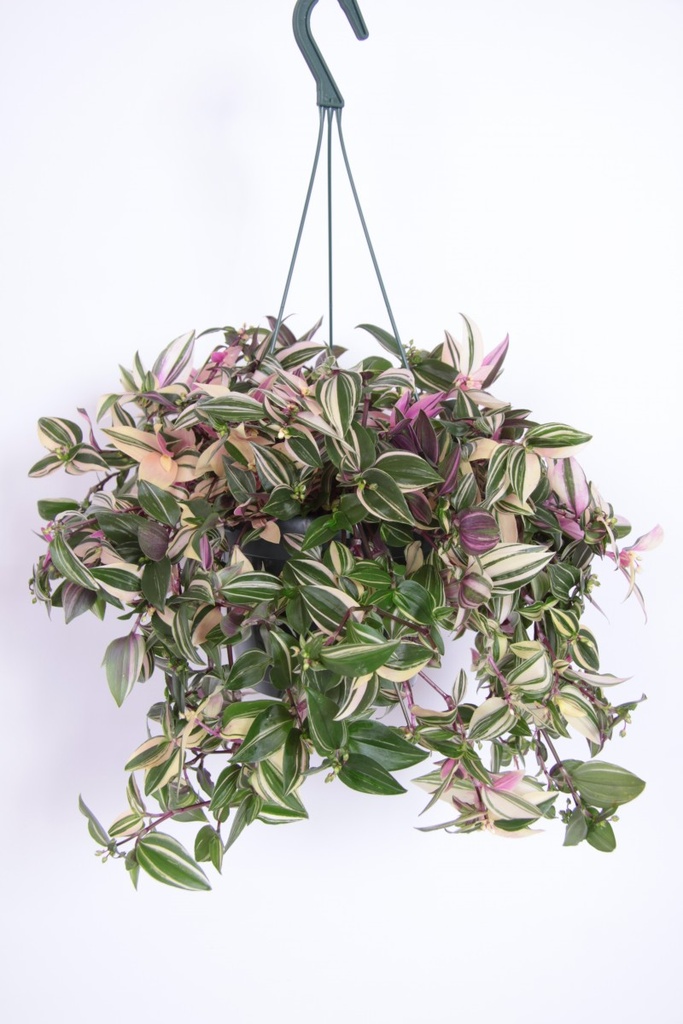 Tradescantia quadricolor
