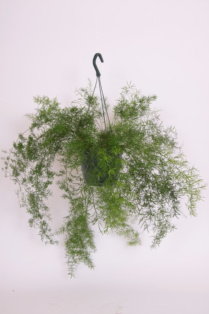 Asparagus densiflorius 'Sprengeri'