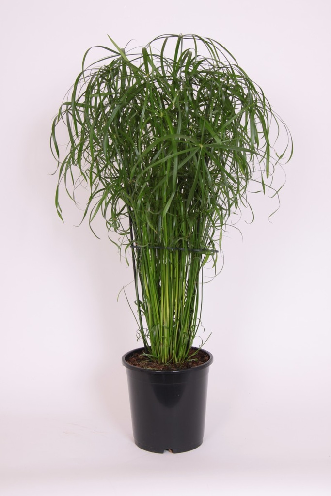 Cyperus alternifolius