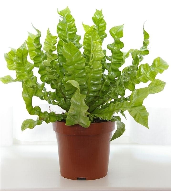 Asplenium nidus 'Crispy Wave'