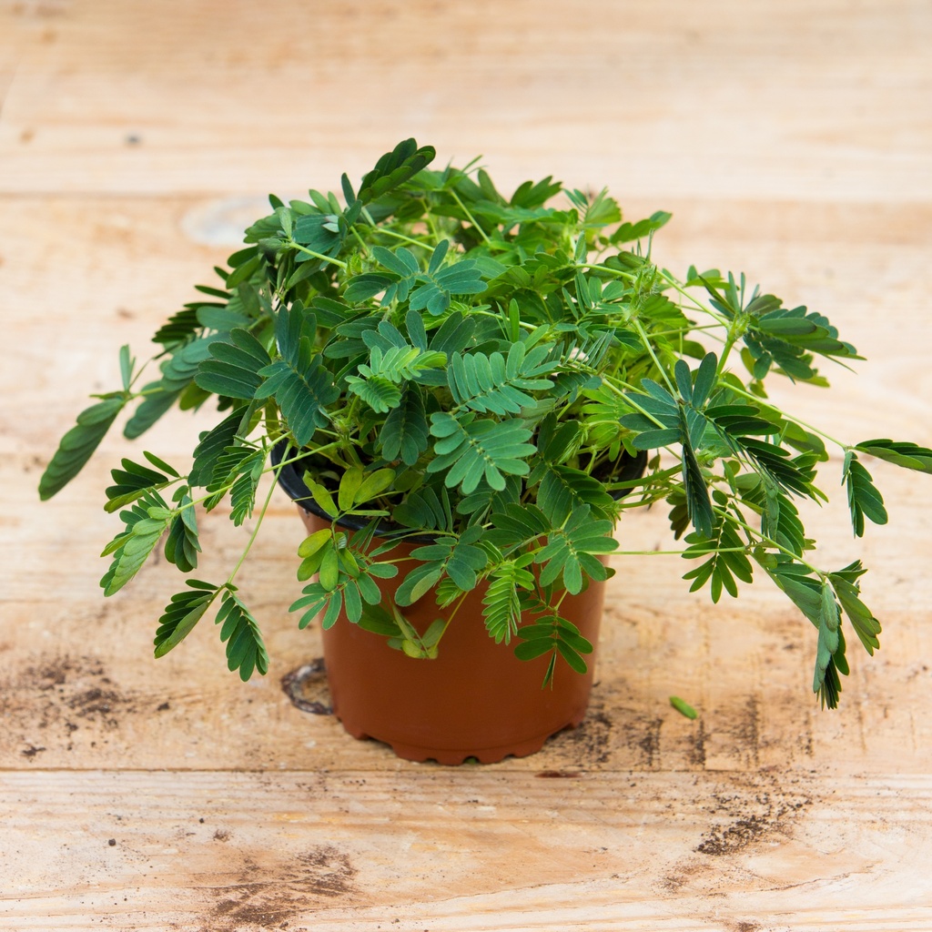 Mimosa pudica