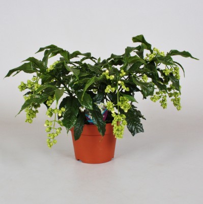 Clerodendrum prospero